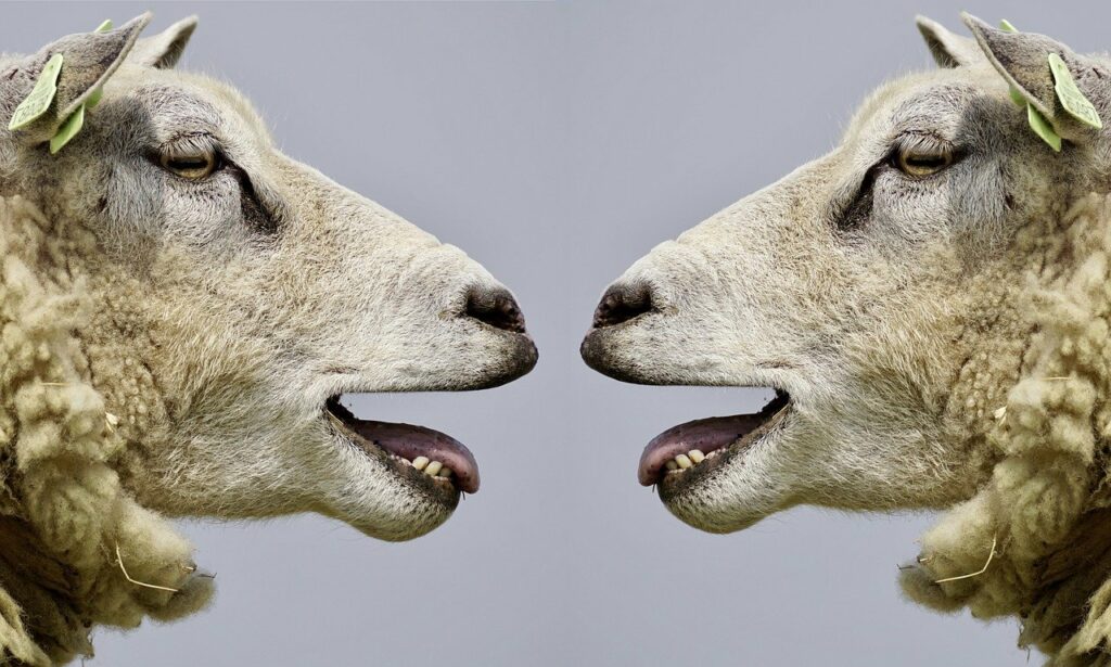 Schafe blöken sich an Sinnbild Die Bedeutung von Sprachkenntnissen auf Reisen