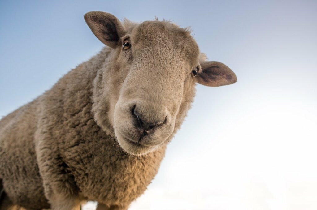 flauschiges Schaf schaut in die Kamera So wählen Sie eine Basisschicht aus Merinowolle aus
