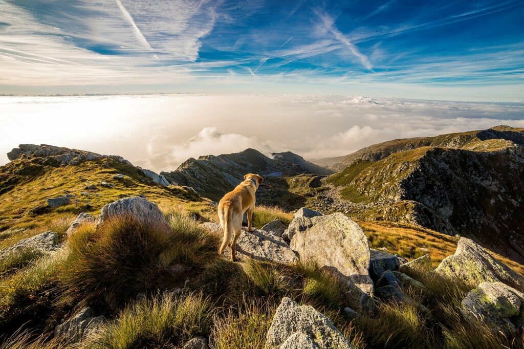 Hund blickt über Berglandschaft Wandern mit dem Hund - an diese Dinge sollte man denken