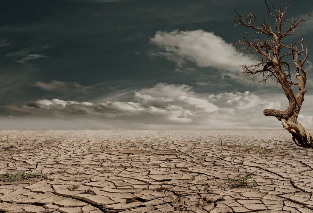 Dürre dehydriert Trockenheit Dürre und Wassermangel - die Pflanzen- und Tierwelt ist besonders betroffen