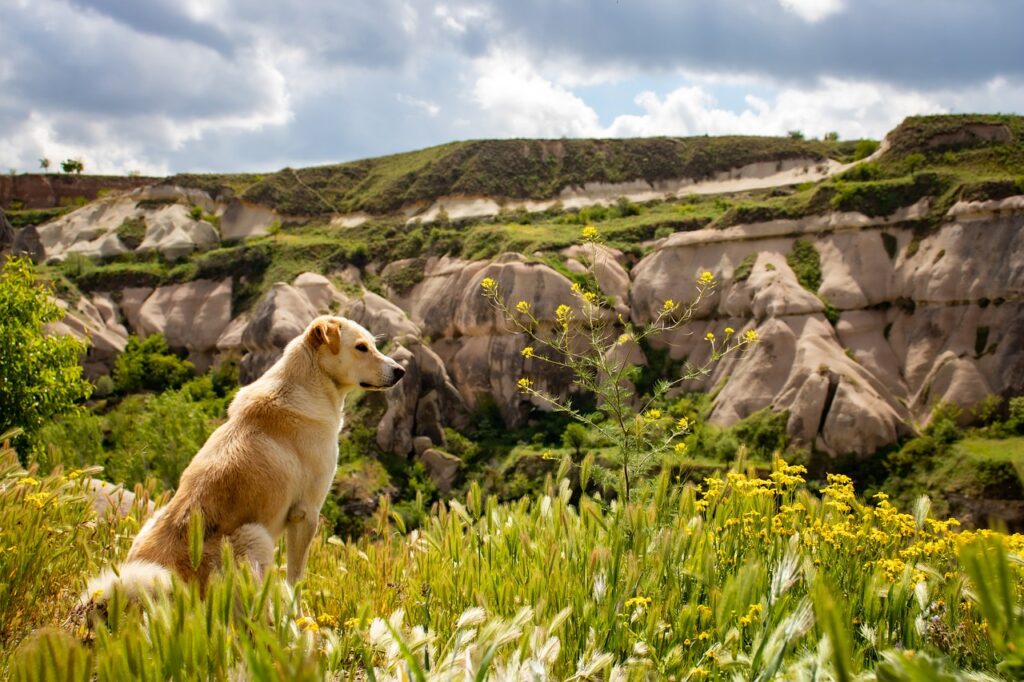 Hund wandern Landschaft traumhaft Wandern mit dem Hund – ein herrliches Hobby und eine Bereicherung für alle Beteiligten