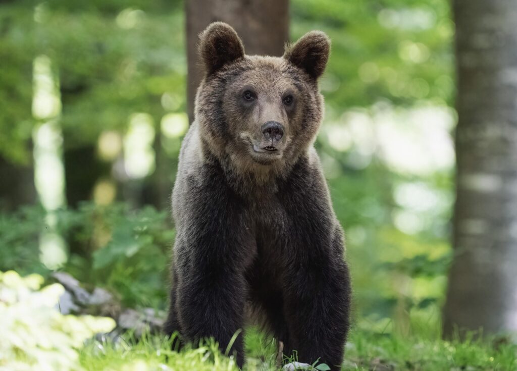 Bär im Wald unterwegs Bärenarten Größenvergleich Die größten Bären der Welt