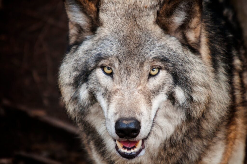 Wolf Gesicht Zähne Der größte Wolf, der jemals in der Wildnis gesichtet wurde